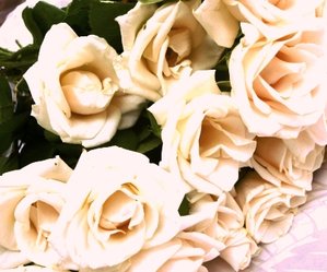 rose